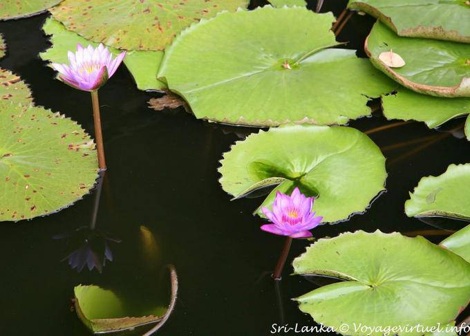 Lotus dans la mare devant les grottes du Temple d'Or, Dambulla - Ceylan Sri Lanka