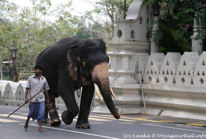 Eléphant et son cornac, futur participant à la fête de la Perahera, Kandy - Ceylan Sri Lanka