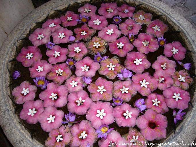Kandy hotel Regency, bassin de fleurs à l'accueil - Ceylan Sri Lanka