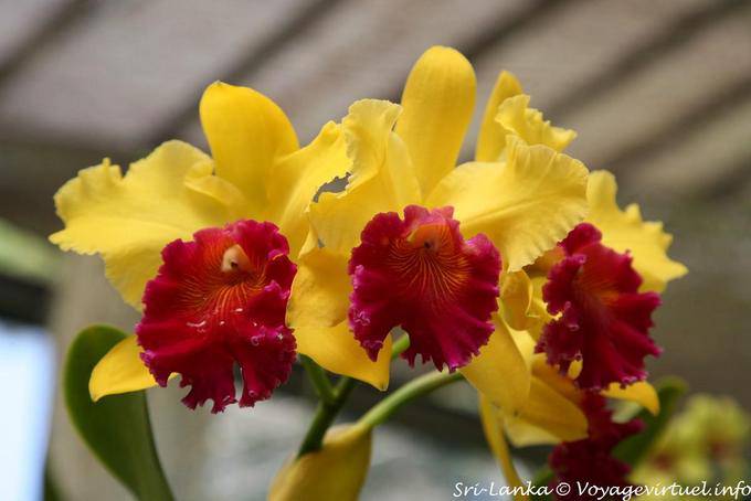 Orchidées jaune et rouge, Jardin botanique de Peradeniya, Kandy - Ceylan Sri Lanka
