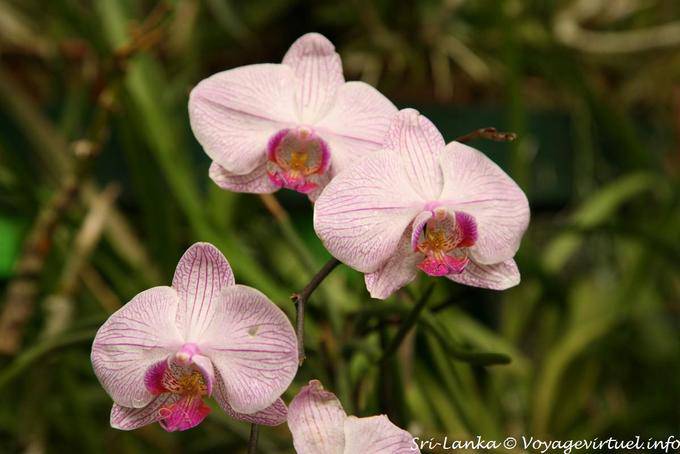 Phalaenopsis rose nervuré avec coeur foncé, collection du parc botanique de Peradeniya - Ceylan Sri Lanka