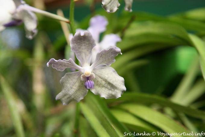 Mini orchidée blanche, Royal Botanical Gardens, Peradeniya - Ceylan Sri Lanka