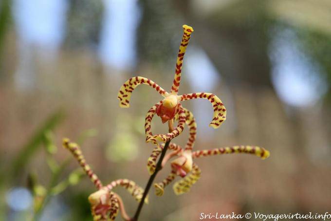 Orchidée jaune et rouge en forme d'araignée à 5 pattes, jardin botanique, Peradeniya - Ceylan Sri Lanka
