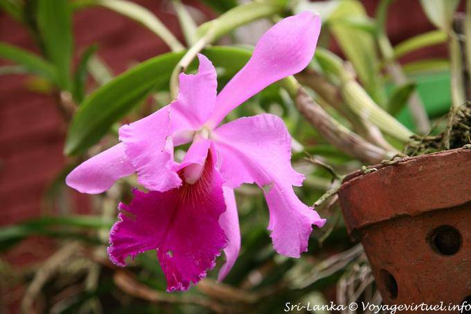 Variation en rose et fushia pour une orchidée (pleione), jardin botanique, Peradeniya - Ceylan Sri Lanka