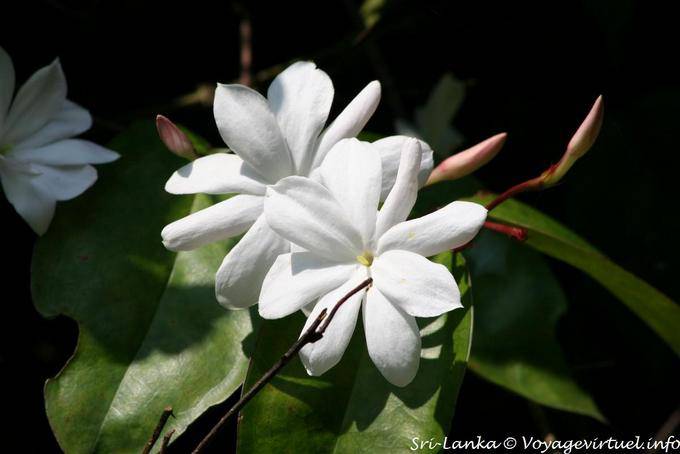 Délicatesse d'un genre de jasmin, Royal Botanical Gardens, Peradeniya - Ceylan Sri Lanka