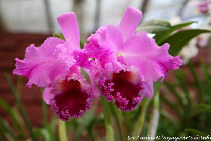 Dentelle et couleur magnifique d'une orchidée cymbidium, Botanical Gardens, Peradeniya - Ceylan Sri Lanka