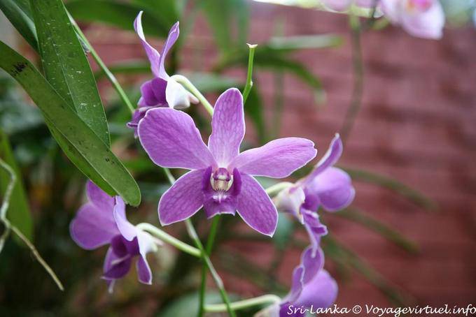 Dendrobium type Nobile, tons violets, Royal Botanical Gardens, Peradeniya - Ceylan Sri Lanka