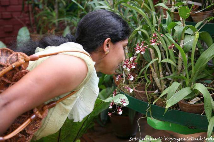 Plaisir sensuel des senteurs parfumées, serre des orchidées, Peradeniya - Ceylan Sri Lanka
