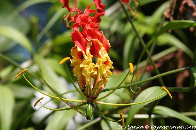 Etrange fleur, Peradeniya Parc botanique - Ceylan Sri Lanka