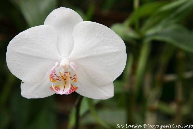 Coeur pointilliste pour un phalaenopsis virginal, Jardin botanique, Peradeniya - Ceylan Sri Lanka