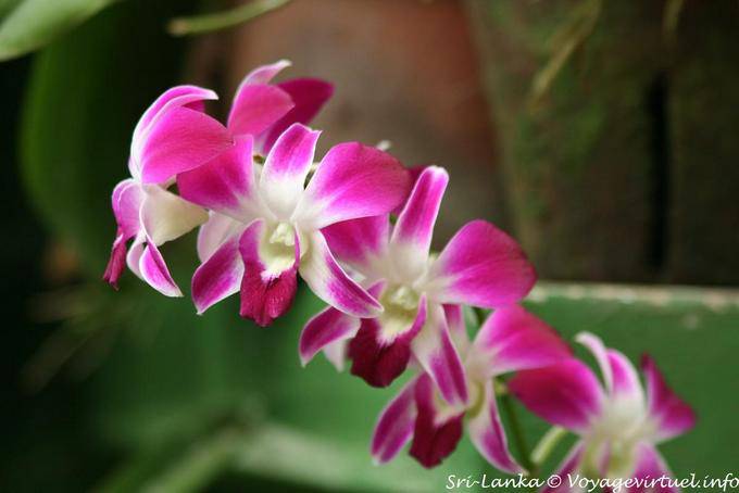 Hampe d'orchidées, jardin botanique de Peradeniya - Ceylan Sri Lanka