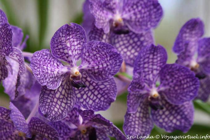 Vanda en violet et blanc, orchidées, jardin botanique de Peradeniya - Ceylan Sri Lanka