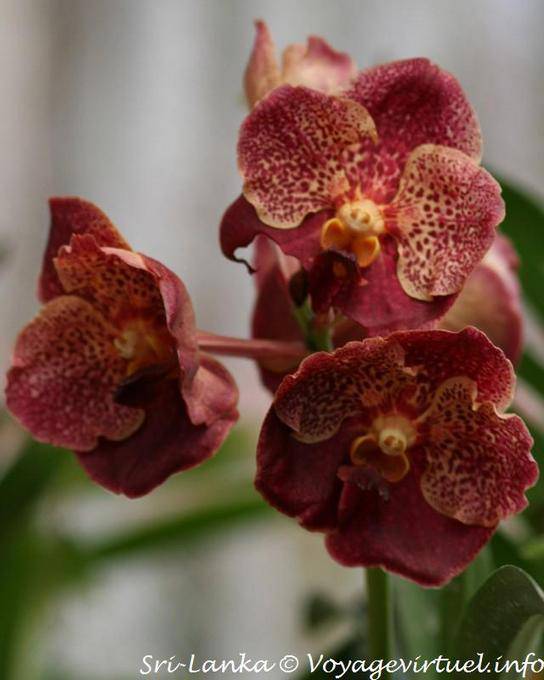 Orchidées tigrées à nez de cochon, jardin botanique de Peradeniya - Ceylan Sri Lanka