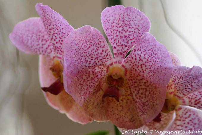 Tendresse florale, orchidées du jardin botanique de Peradeniya - Ceylan Sri Lanka