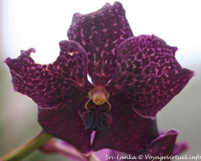Tristesse du papillon orchidée à la pétale mangée, Peradeniya Botanic Gardens - Ceylan Sri Lanka