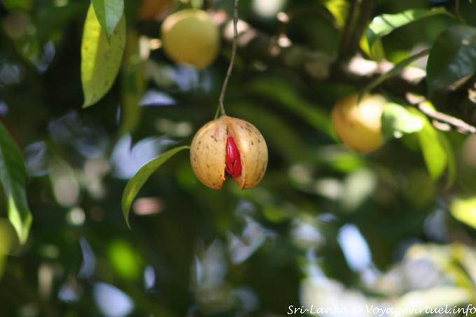 Arbre produisant des fruits à graine rouge, à identifier, Peradeniya Botanic Garden - Ceylan Sri Lanka