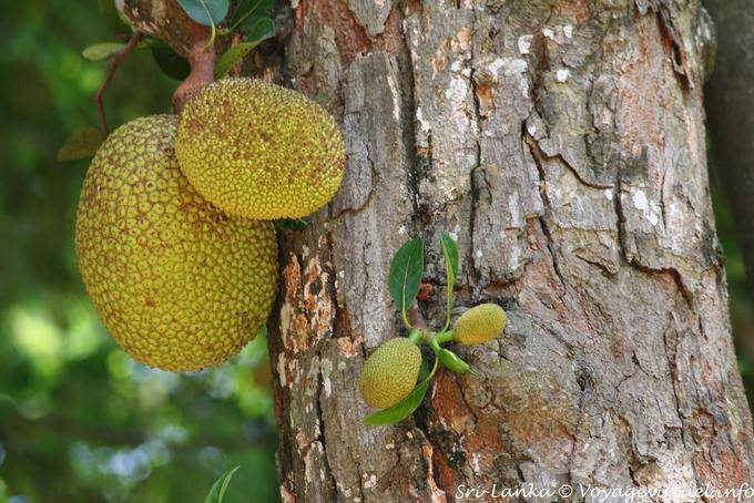 Jacquier, Artocarpus heterophyllus, Jardin Botanique, Peradeniya - Ceylan Sri Lanka