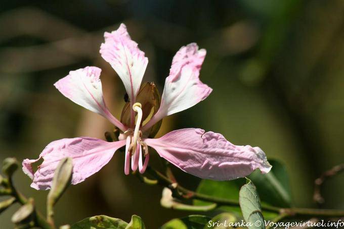 Bauhinia krugii (Fabaceae), Parc botanique, Peradeniya - Ceylan Sri Lanka