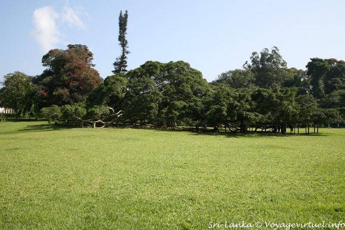 Une partie de l'arboretum du Peradeniya Royal botanic gardens - Ceylan Sri Lanka