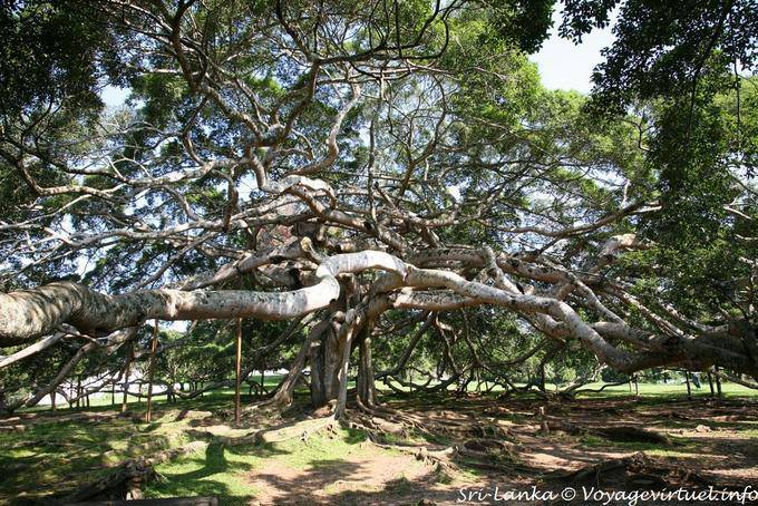 Gigantesque figuier de Java, Peradeniya Royal botanic gardens - Ceylan Sri Lanka