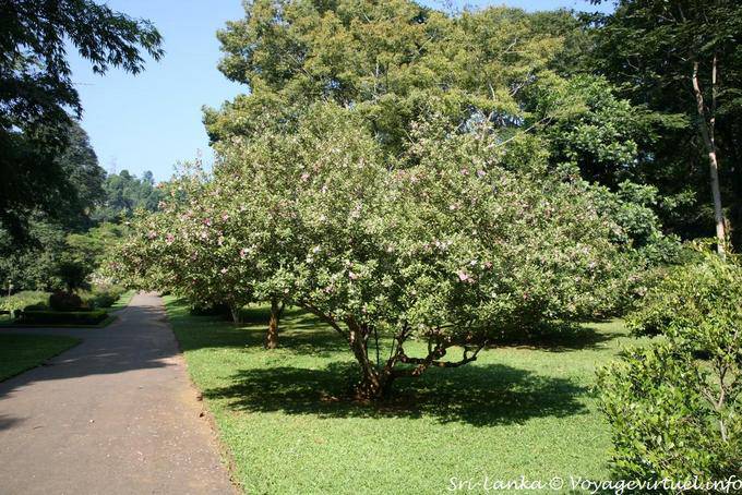 Différentes variétés d'arbres, Royal botanic gardens, Peradeniya - Ceylan Sri Lanka