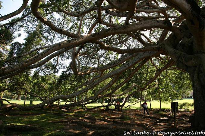 Gigantesque figuier de Java d'environ 150 ans, Jardin botanique, Peradeniya - Ceylan Sri Lanka