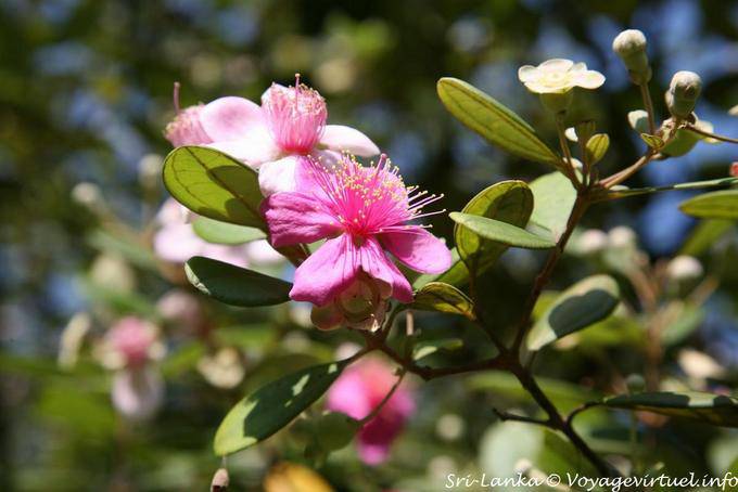 Fleur sur arbuste, à identifier, Peradeniya Royal Botanic Garden - Ceylan Sri Lanka