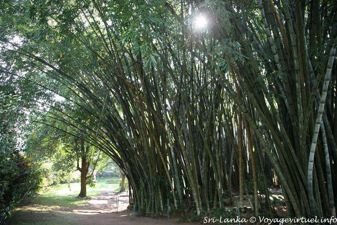 Bambouseraie de bambous géants du parc botanique, Peradeniya - Ceylan Sri Lanka