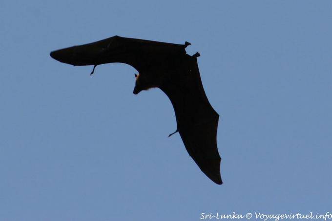 Vol de chiroptera, Royal Botanical Garden, Peradeniya - Ceylan Sri Lanka