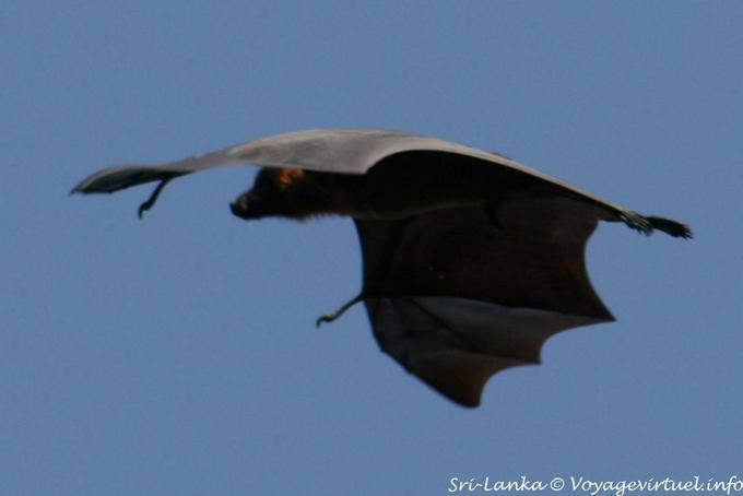 Chauve-souris géante en vol, Ptéropodidés, Royal Botanical Garden, Peradeniya - Ceylan Sri Lanka