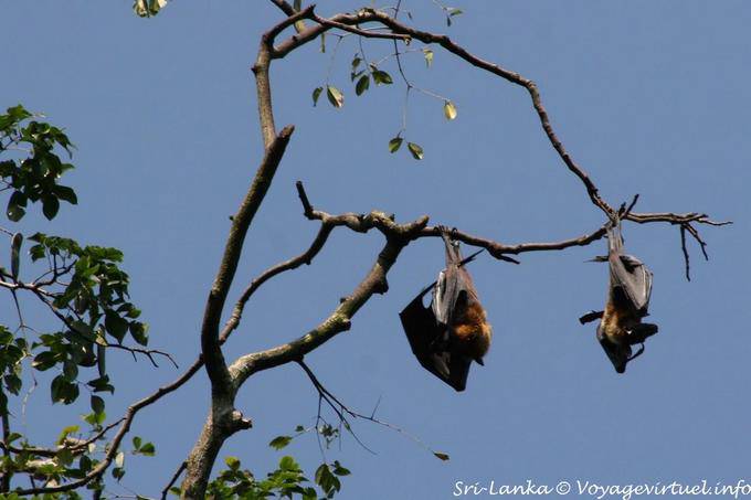 Chauves-souris fructivores suspendues dans un arbre, parc botanique, Peradeniya - Ceylan Sri Lanka