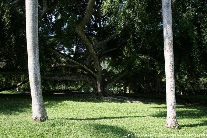 Vue entre deux troncs de palmiers royaux, Botanical Garden, Peradeniya - Ceylan Sri Lanka