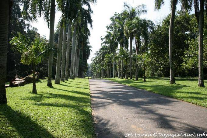 Allée des palmiers royaux, Royal Botanical Garden, Peradeniya - Ceylan Sri Lanka