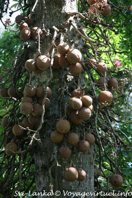 Fruits de bouddha, Cannon ball tree (Couroupita guianensis), jardin botanique, Peradeniya - Ceylan Sri Lanka