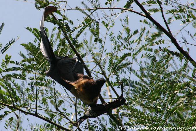 Mégachiroptère roussette suspendue dans un acacia, Peradeniya garden - Ceylan Sri Lanka