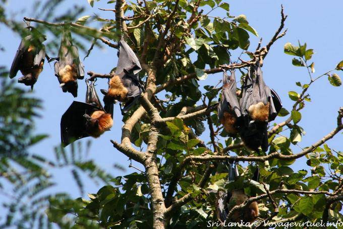 Grappe de roussettes chauves-souris en sommeil, Royal Botanical Garden, Peradeniya - Ceylan Sri Lanka