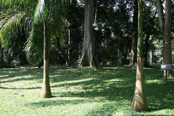 Jeunes palmiers au tronc en forme de bouteille, Botanic Garden, Peradeniya - Ceylan Sri Lanka