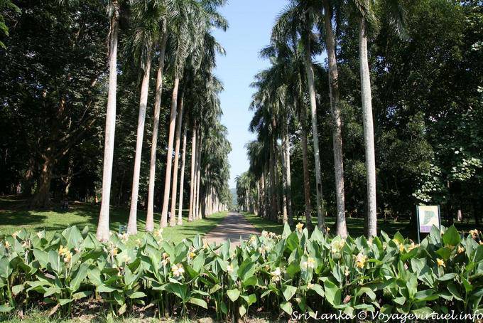 Vue sur la Cabbage Palm avenue qui est suivie par la Palmyra Avenue, Jardin Botanique de Peradeniya - Ceylan Sri Lanka