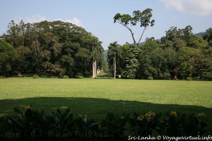 Frondaison d'arbres et allée de palmiers, Jardin Botanique de Peradeniya - Ceylan Sri Lanka