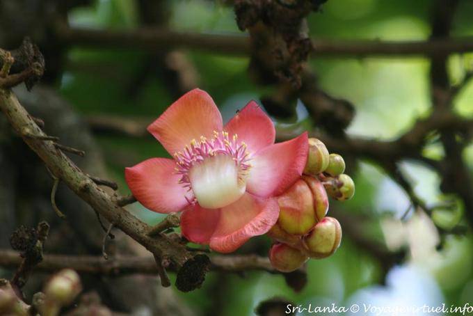 Fleur dans un arbre, à identifier, Royal Botanic Garden, Peradeniya - Ceylan Sri Lanka