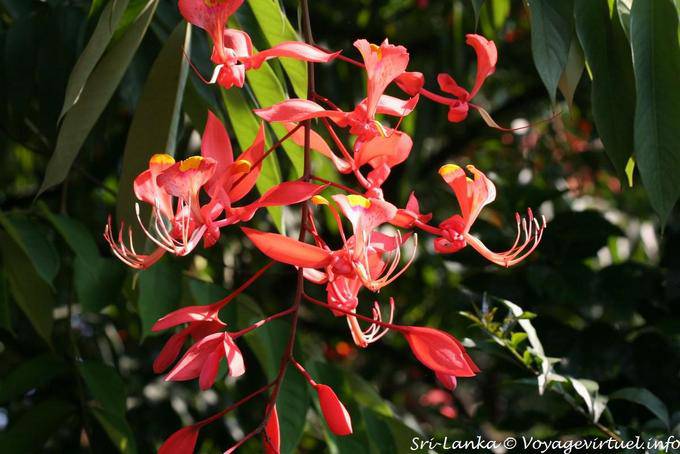 Amherstia nobilis (Fabacae), Arboretum de Peradeniya, Royal botanic garden - Ceylan Sri Lanka