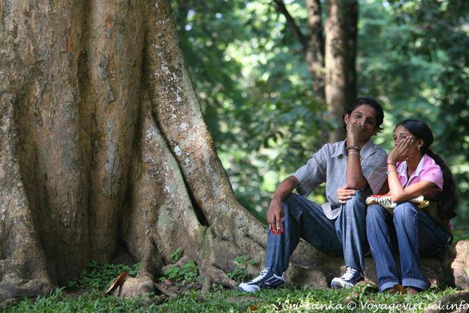 Amoureux sur les racines d'un arbre géant, Royal Botanic Gardens, Peradeniya - Ceylan Sri Lanka