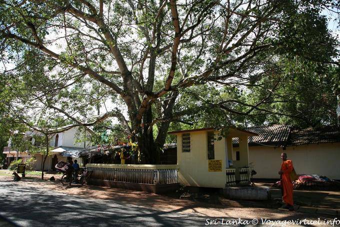 Bodhi tree (Bo) ou ficus sacré de Kurunegala - Ceylan Sri Lanka