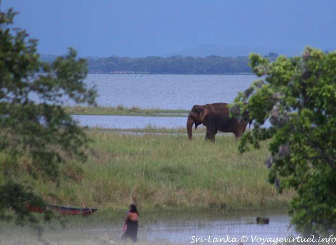 Eléphant en vadrouille dans le Kaudulla National Park, Medirigiriya road - Ceylan Sri Lanka