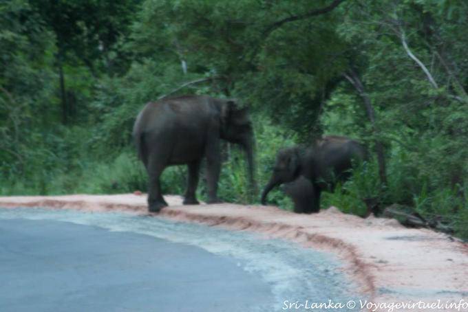 Fuite des éléphants sauvages ayant attaqué une voiture sur la route, Medirigiriya road - Ceylan Sri Lanka