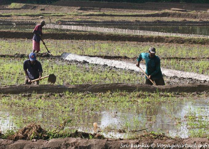Travail d'agriculteurs dans une rizière, Nalanda - Ceylan Sri Lanka