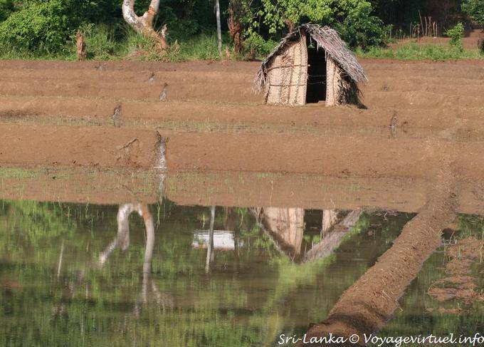 Cahute de jardin en reflet dans l'eau d'une future rizière, Nalanda - Ceylan Sri Lanka