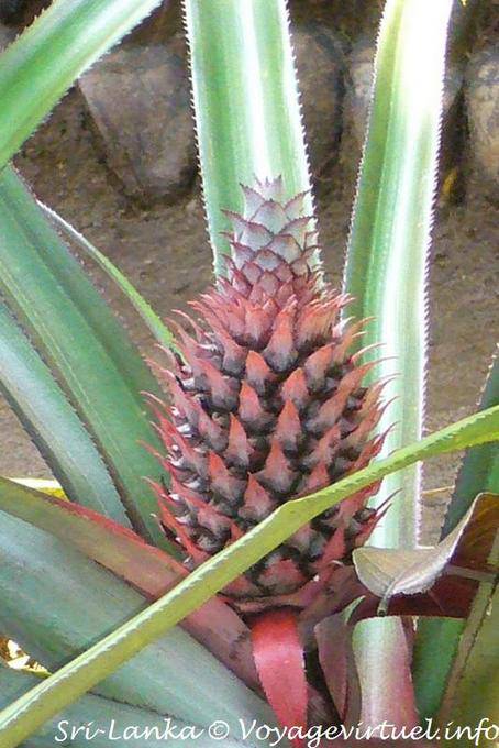Infrutescence d'Ananas, jardin des épices de Nalanda - Ceylan Sri Lanka