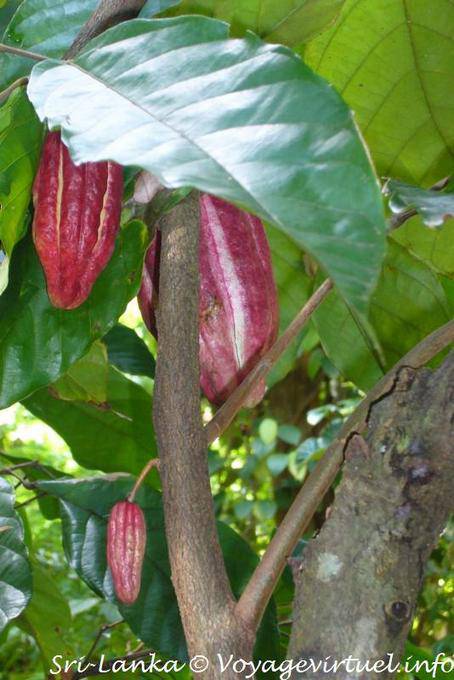 Fèves de cacao dans un Theobroma cacao ou cacaoyer, jardin des épices, Nalanda - Ceylan Sri Lanka