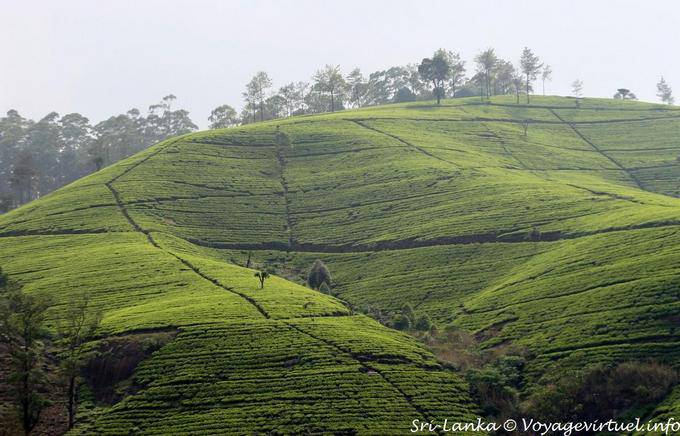 Géométrie dans le paysage de plantations de thé, Nuwara Eliya - Ceylan Sri Lanka